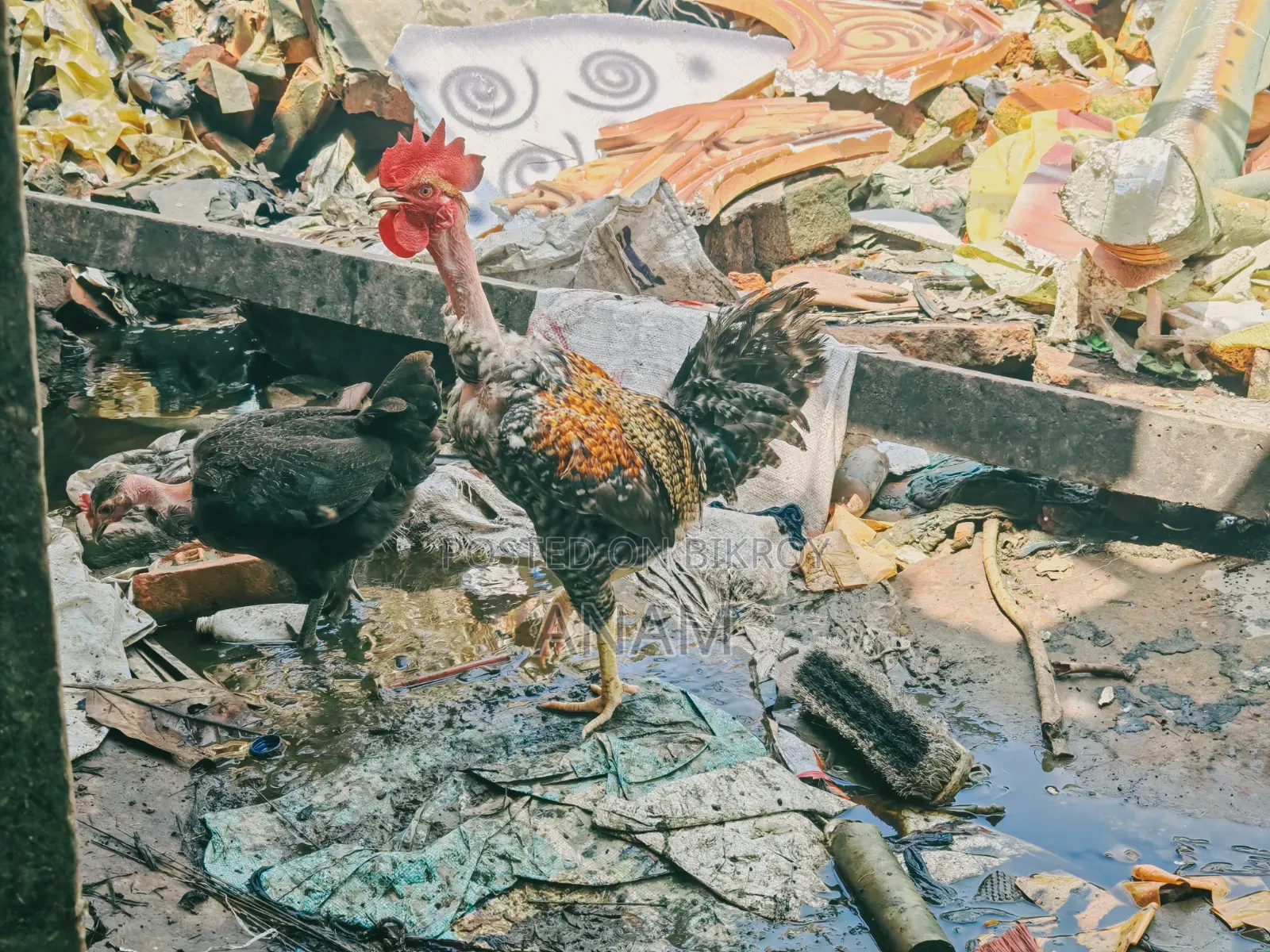 খাচা রানিং ডিমপাড়া মুরগি