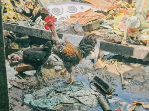 খাচা রানিং ডিমপাড়া মুরগি