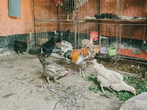 খাচা রানিং ডিমপাড়া মুরগি