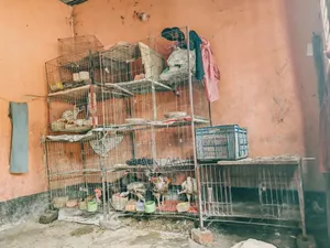 খাচা রানিং ডিমপাড়া মুরগি