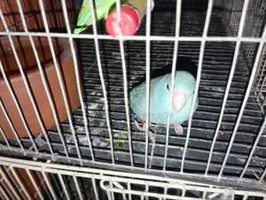 Bred once and laid eggs