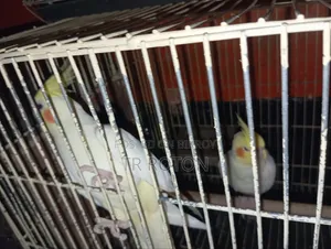 Cockatiel running pair made eggs and chicks 3 times
