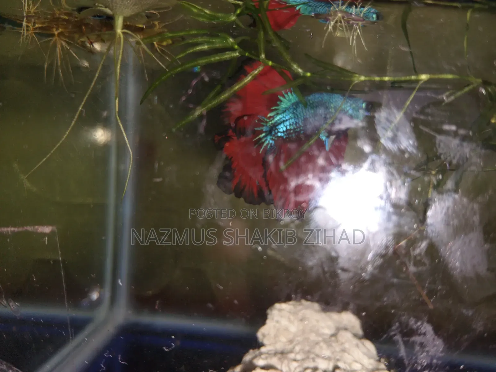 Healthy Dragon Scale Beta Fish for Sale - Healthy and Active Betta Fish