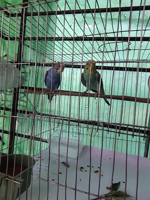 Budgerigar bird with full setup