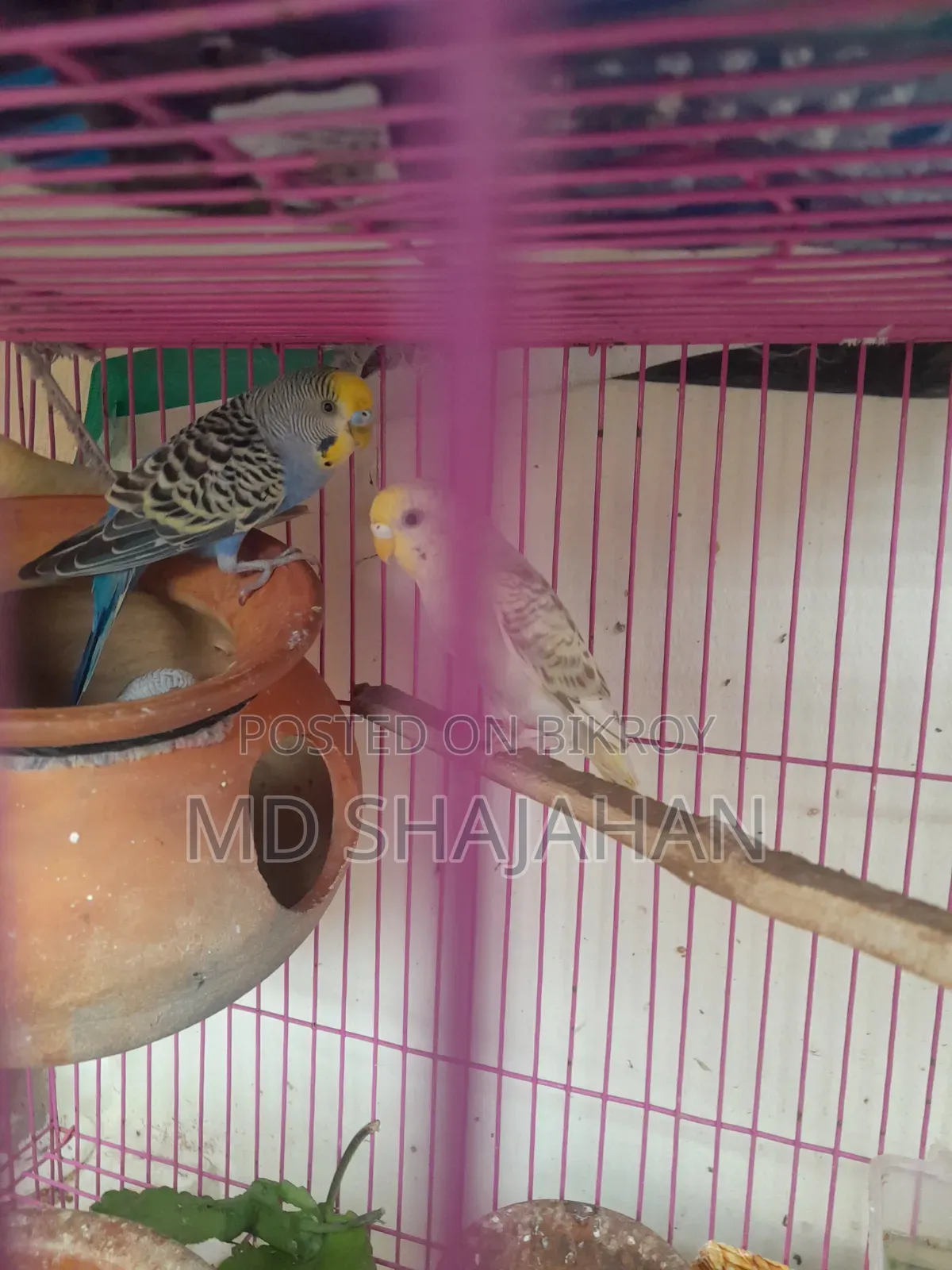 Budgerigar Bird