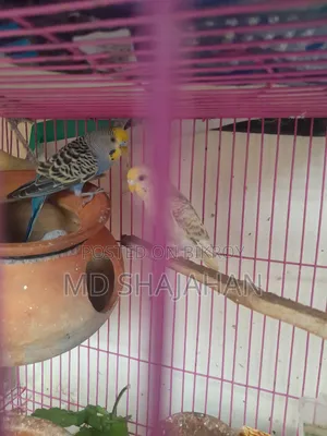 Budgerigar Bird
