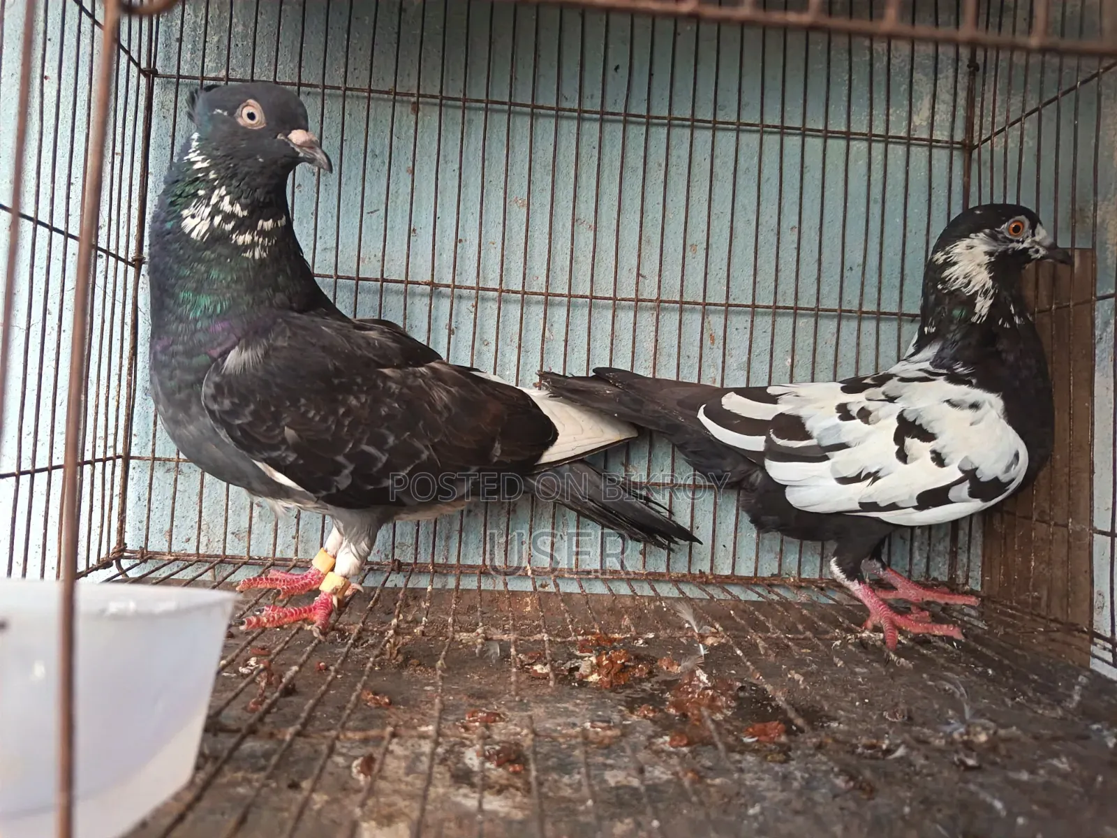 Two pairs of running pigeons for sale