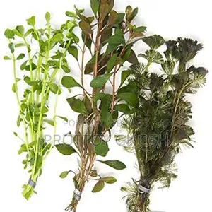 Aquarium Plants