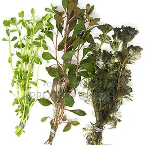 Aquarium Plants