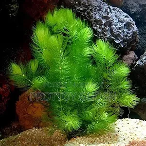 Aquarium Plants