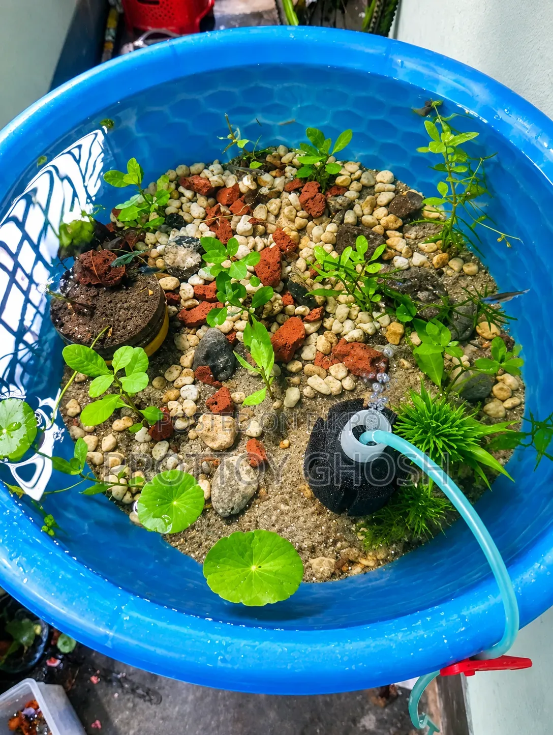 Aquarium Plants