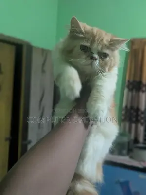 1-3 Months Female Purebred Persian Cat