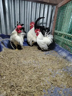 রানিং ব্ল্যাক টেইল জাপানি বেন্থাম বিক্রয়