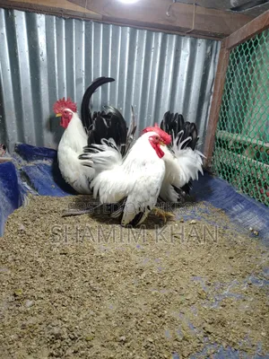 রানিং ব্ল্যাক টেইল জাপানি বেন্থাম বিক্রয়