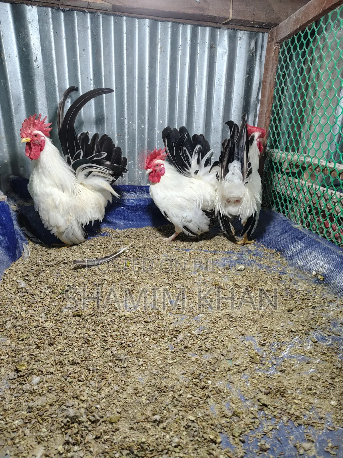 রানিং ব্ল্যাক টেইল জাপানি বেন্থাম বিক্রয়