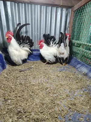 রানিং ব্ল্যাক টেইল জাপানি বেন্থাম বিক্রয়