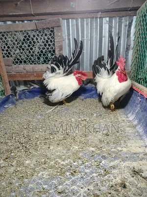 রানিং ব্ল্যাক টেইল জাপানি বেন্থাম বিক্রয়
