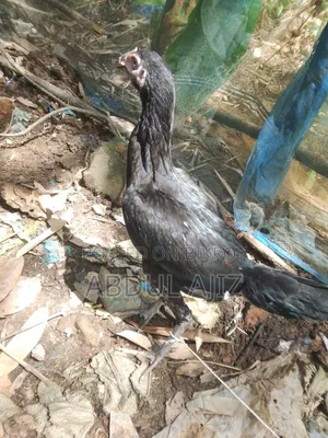 আসিল মুরগী বাচ্চা