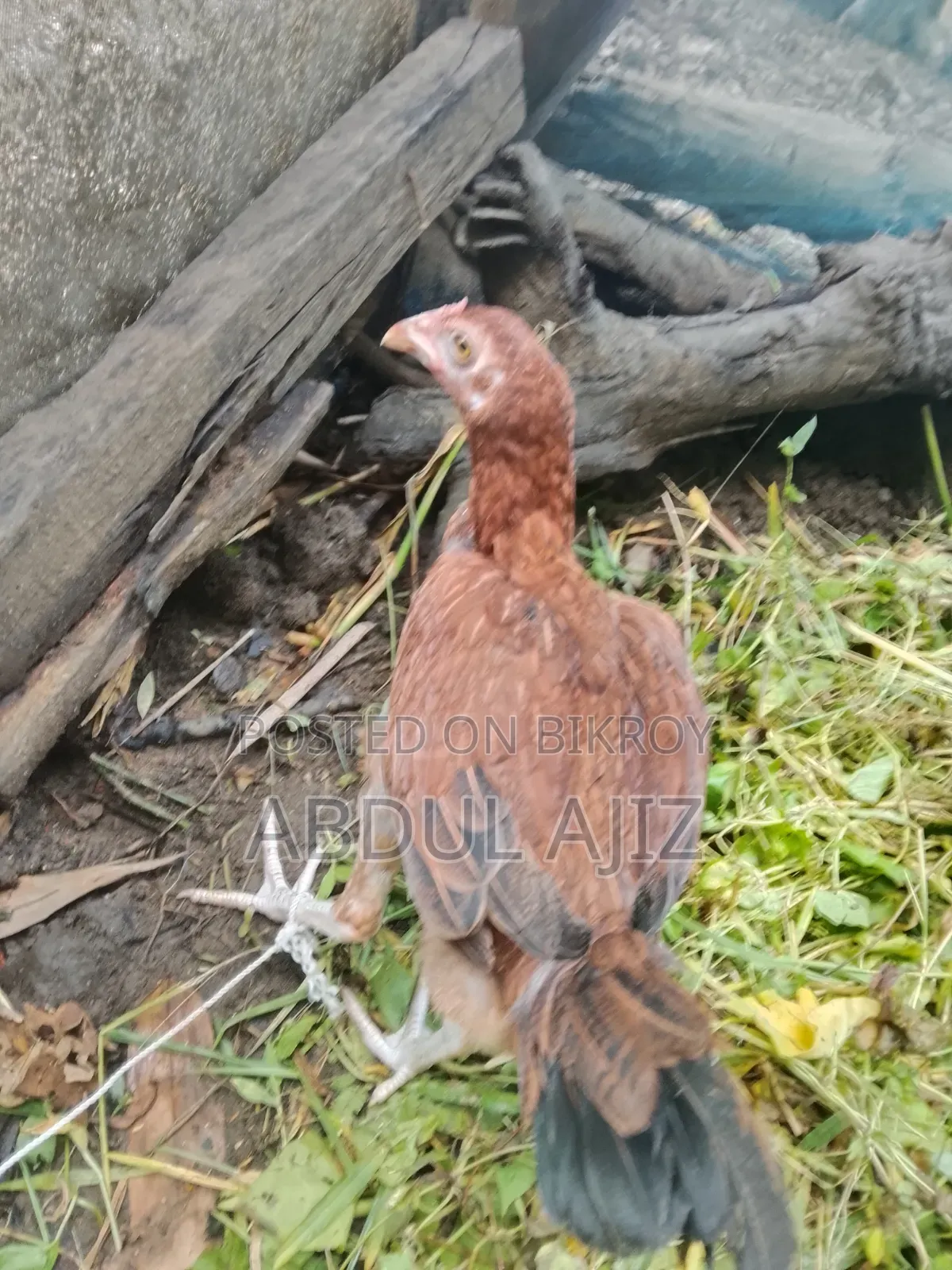 আসিল মুরগী বাচ্চা