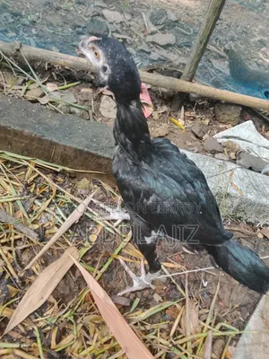 আসিল মুরগী বাচ্চা