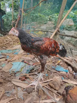 আসিল মুরগী বাচ্চা