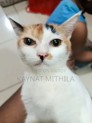 ৬-১২ মাস বয়সী ফিমেল মিক্সড ব্রিড পার্সিয়ান