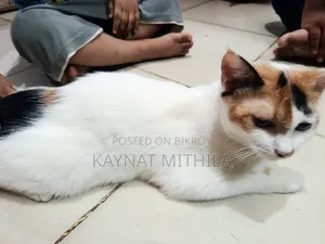 ৬-১২ মাস বয়সী ফিমেল মিক্সড ব্রিড পার্সিয়ান