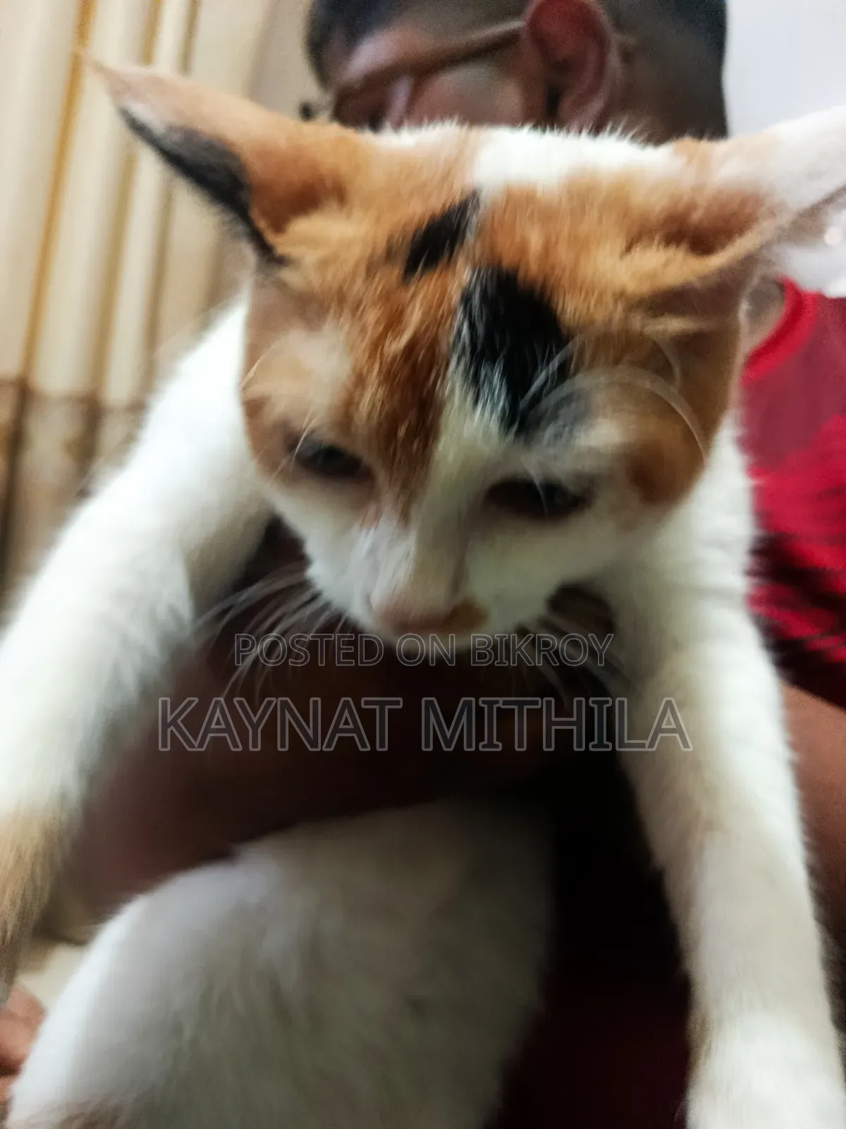 ৬-১২ মাস বয়সী ফিমেল মিক্সড ব্রিড পার্সিয়ান