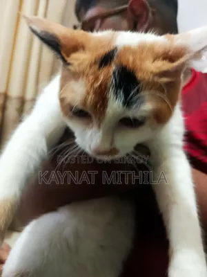৬-১২ মাস বয়সী ফিমেল মিক্সড ব্রিড পার্সিয়ান