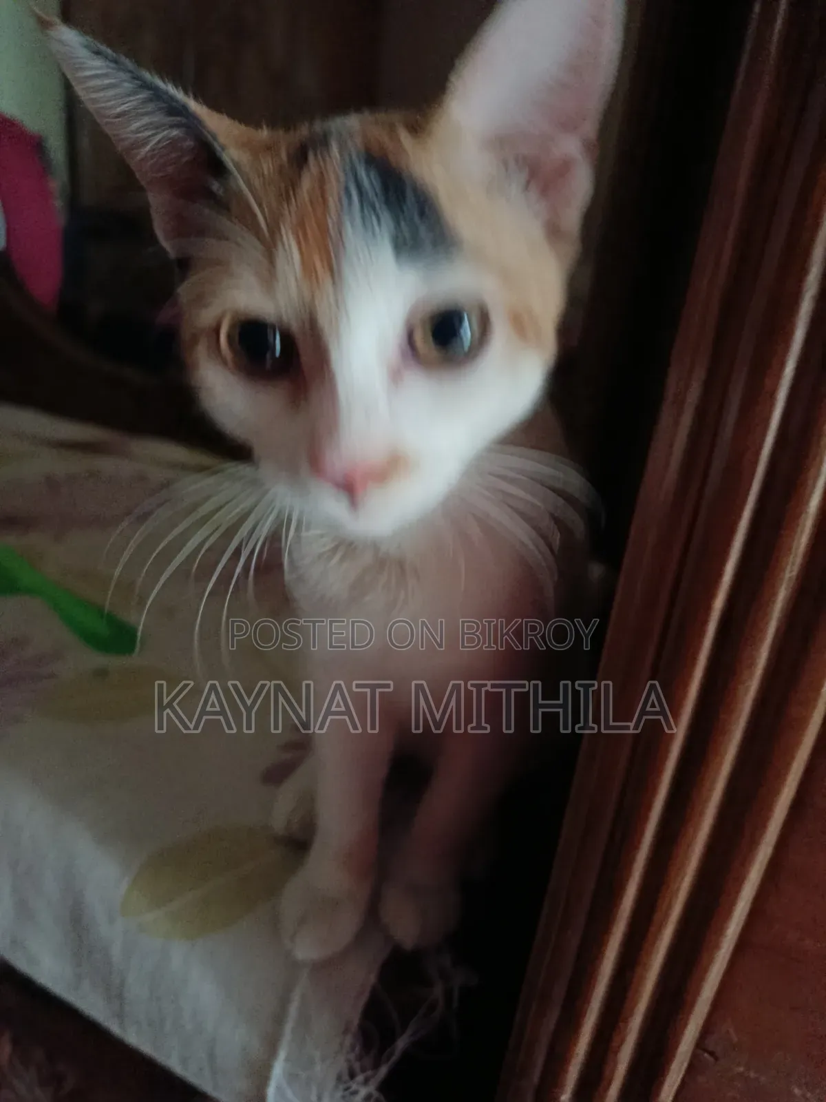 ৬-১২ মাস বয়সী ফিমেল মিক্সড ব্রিড পার্সিয়ান