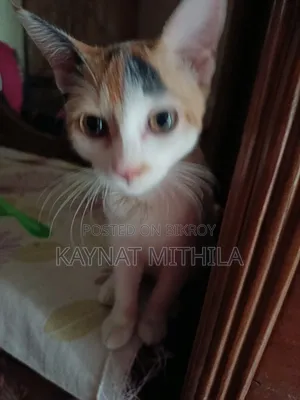 ৬-১২ মাস বয়সী ফিমেল মিক্সড ব্রিড পার্সিয়ান