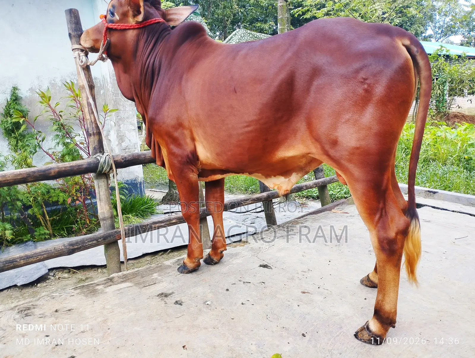 6 100% Sahiwal, Qurbani appropriate ahead, and on cash on delivery