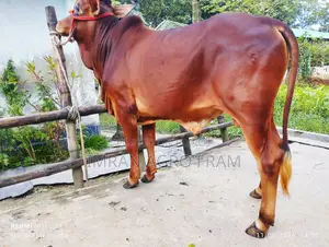 6 100% Sahiwal, Qurbani appropriate ahead, and on cash on delivery