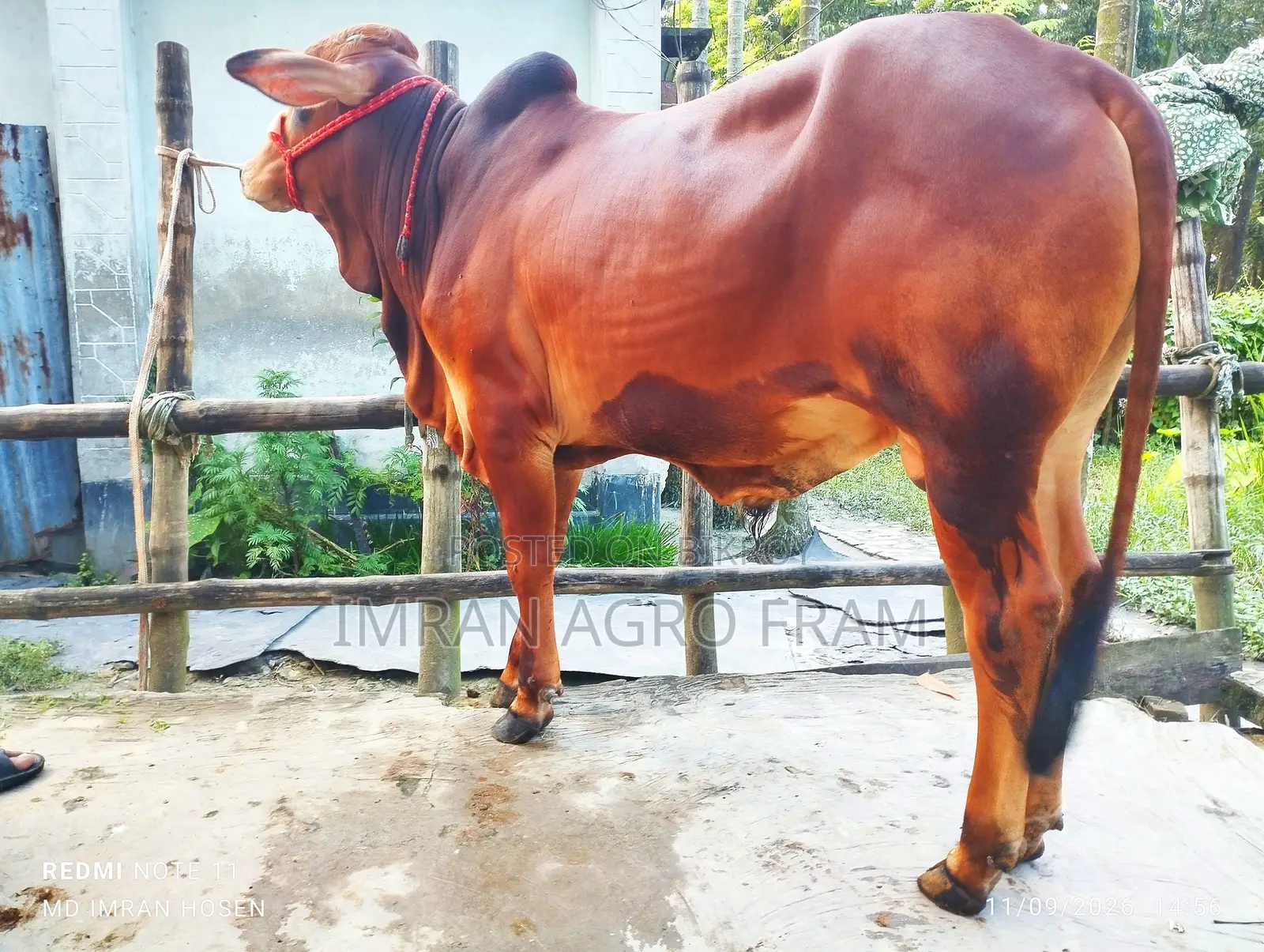 6 100% Sahiwal, Qurbani appropriate ahead, and on cash on delivery