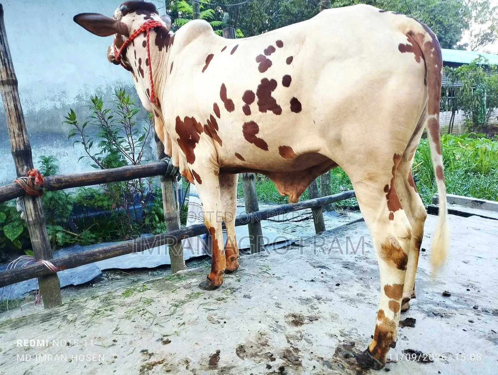 6 100% Sahiwal, Qurbani appropriate ahead, and on cash on delivery