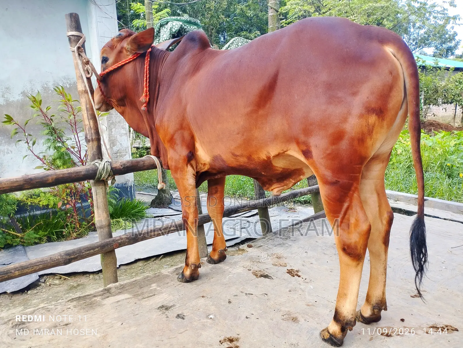 6 100% Sahiwal, Qurbani appropriate ahead, and on cash on delivery