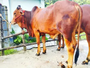 6 100% Sahiwal, Qurbani appropriate ahead, and on cash on delivery