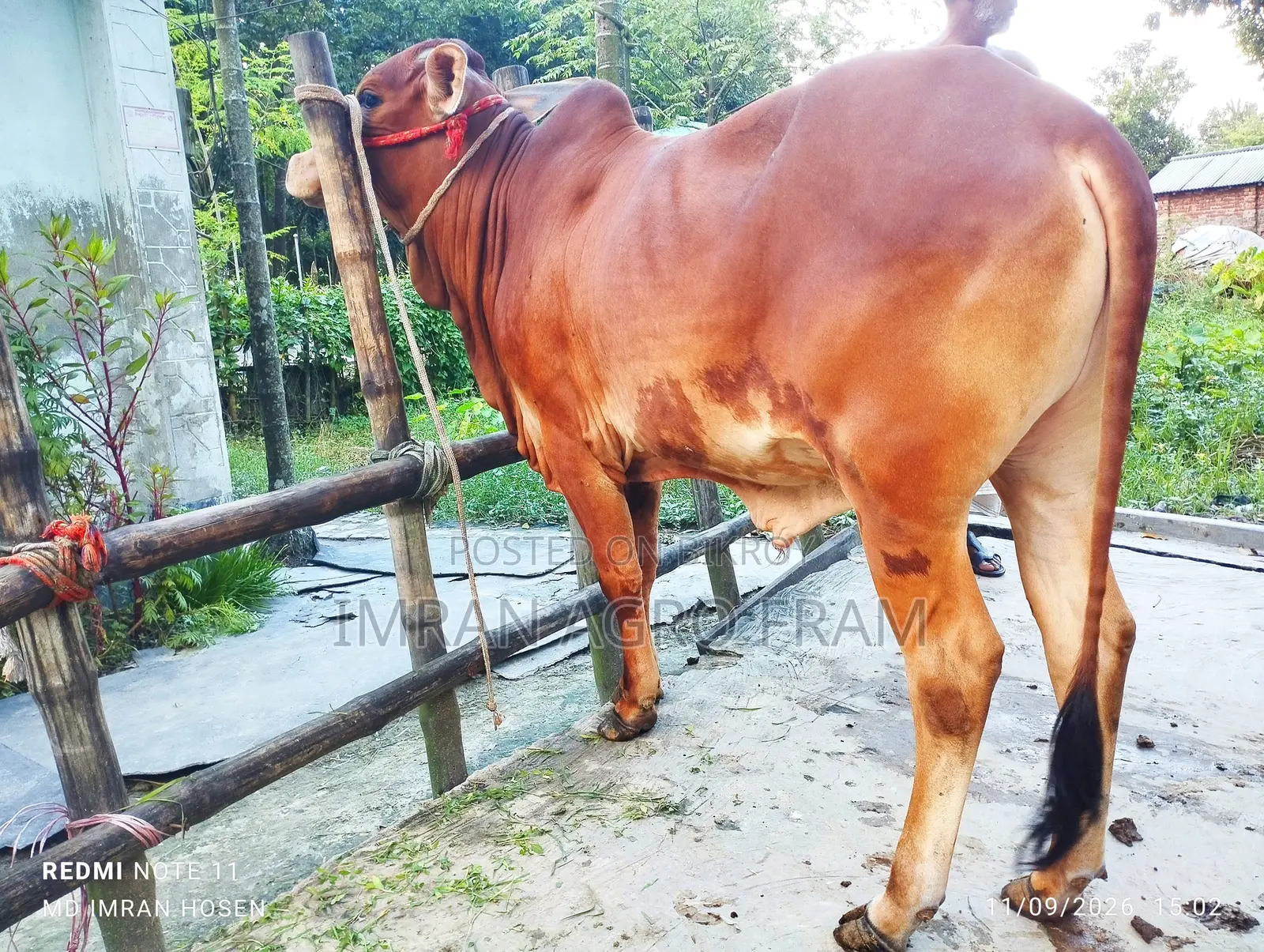 6 100% Sahiwal, Qurbani appropriate ahead, and on cash on delivery