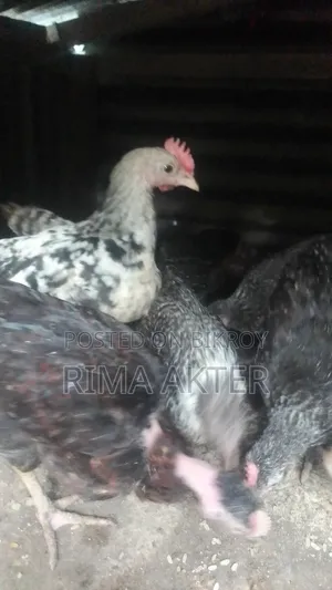 মুরগির বাচচা বিক্রি