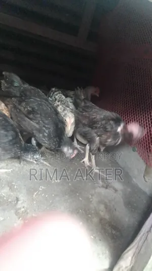 মুরগির বাচচা বিক্রি