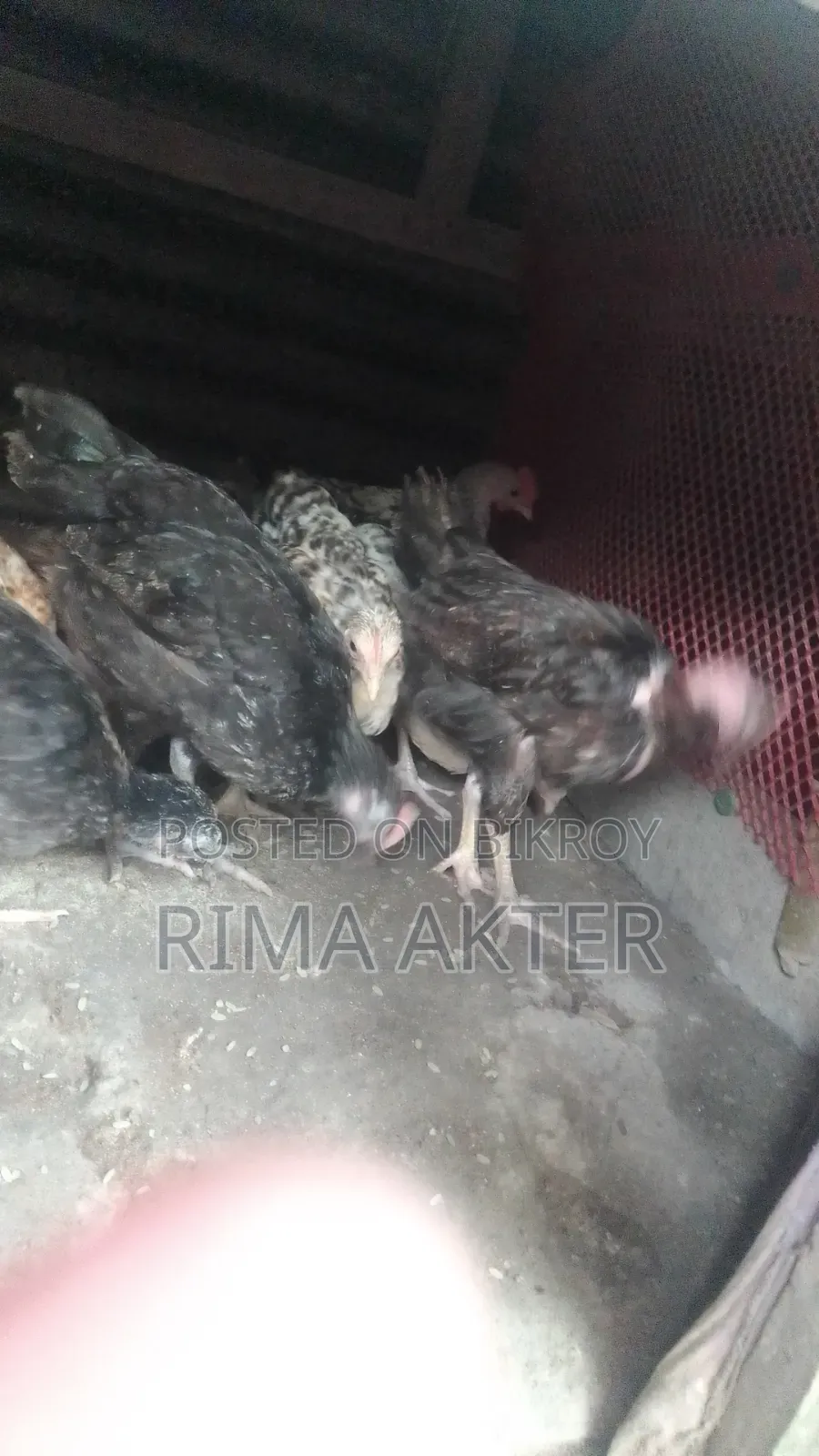 মুরগির বাচচা বিক্রি