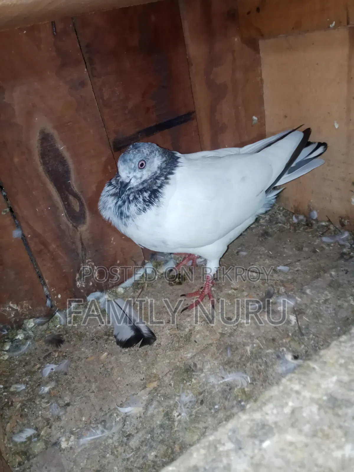 Giribaj Pigeon