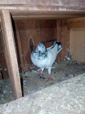 Giribaj Pigeon