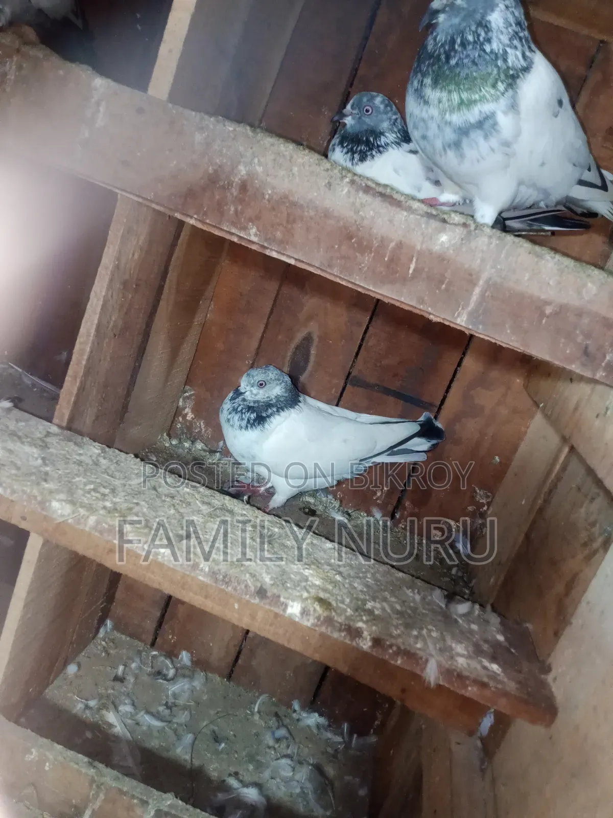 Giribaj Pigeon