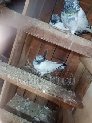 Giribaj Pigeon