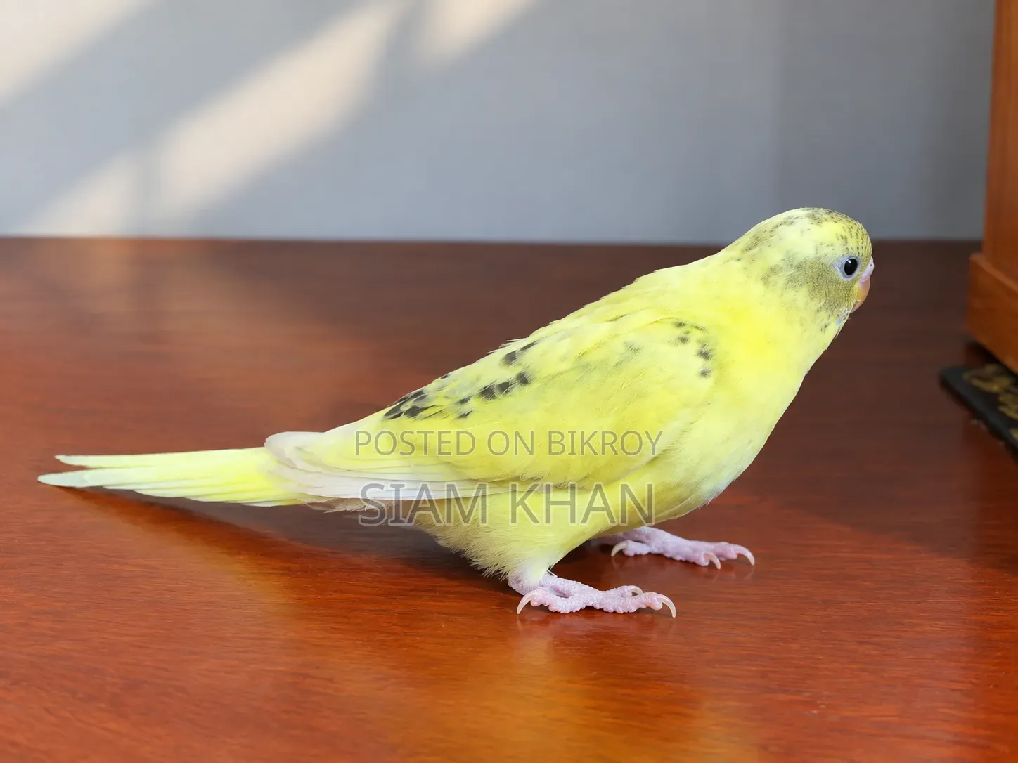 Male/ Female Budgerigar Bird - মেল/ ফিমেল বাজরিগার পাখি।