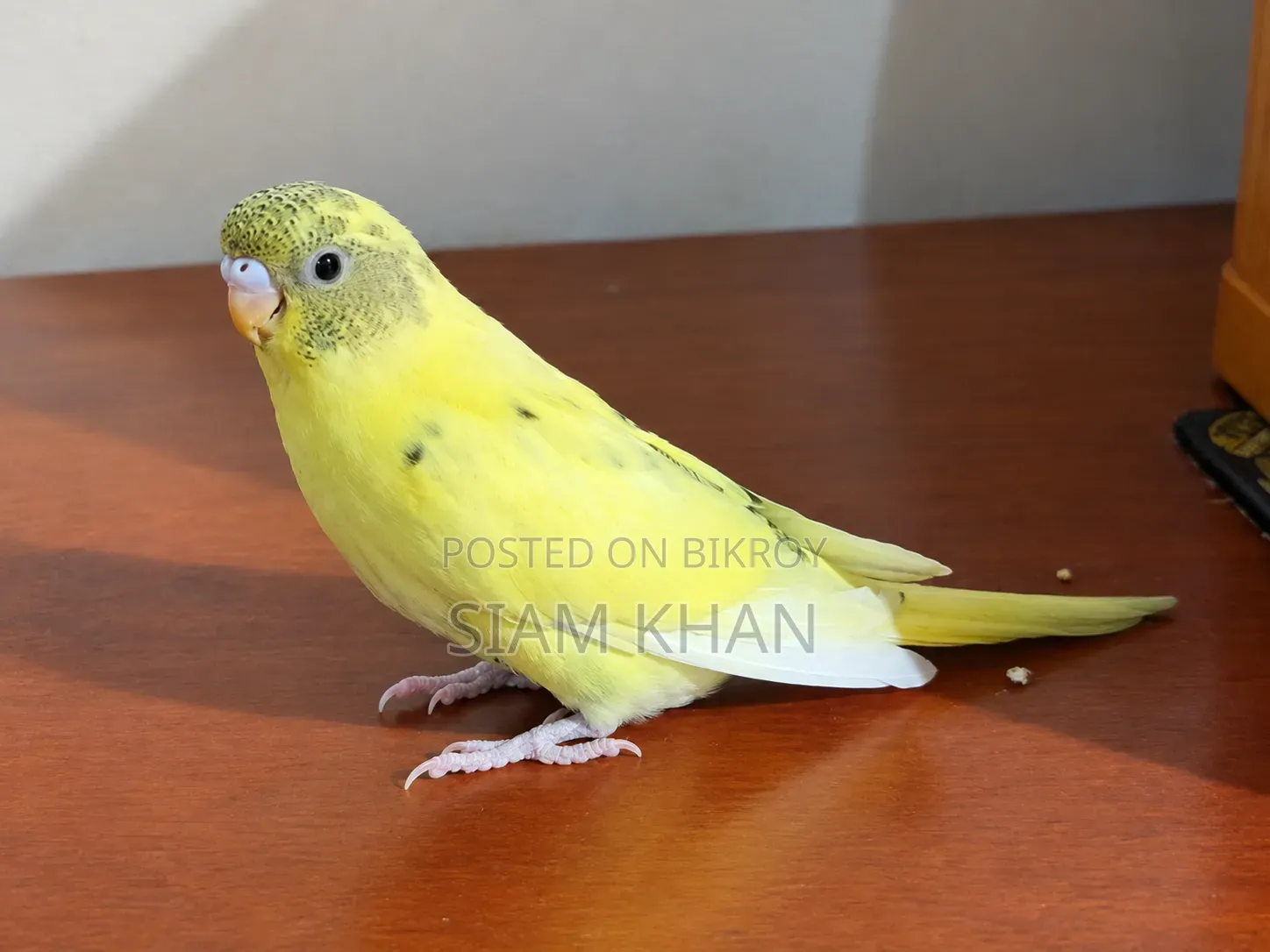 Male/ Female Budgerigar Bird - মেল/ ফিমেল বাজরিগার পাখি।