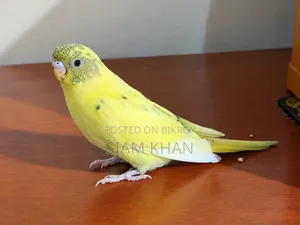 Male/ Female Budgerigar Bird - মেল/ ফিমেল বাজরিগার পাখি।