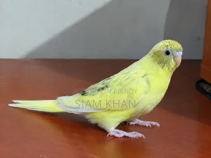 Male/ Female Budgerigar Bird - মেল/ ফিমেল বাজরিগার পাখি।