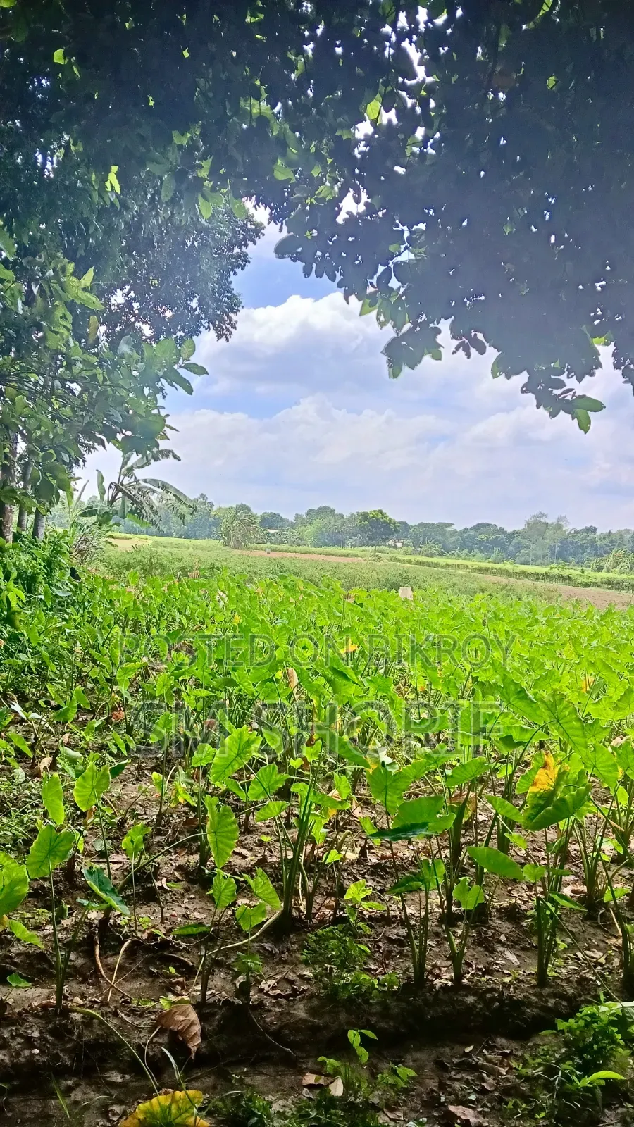 Perfect Land for Year-Round Crop Cultivation and Farming